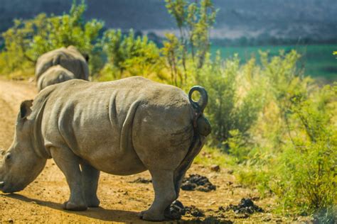 White Rhino Pooping .